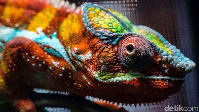 Koleksi Hewan Eksotis yang Bikin Terpana: Rahasia Warna Berubah Ikuti Suhu!