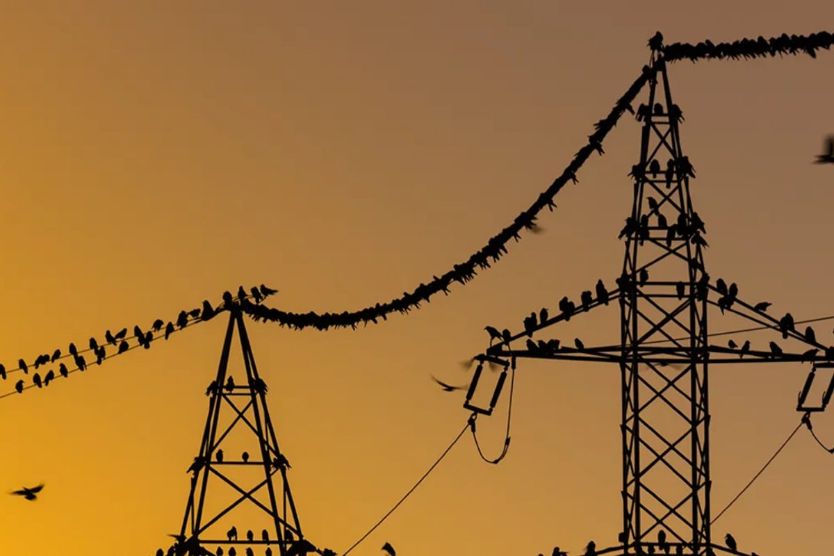 Mengapa Burung Suka Bertengger di Kabel Listrik? Fakta Menarik yang Jarang Diketahui