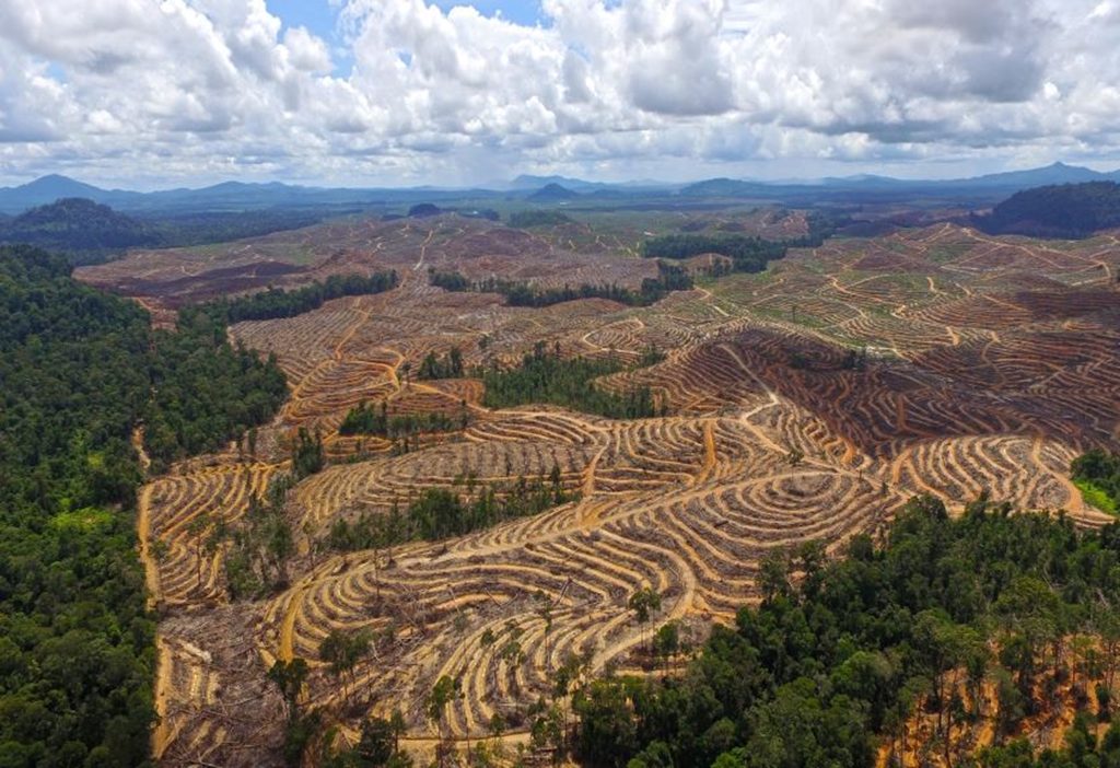 Deforestasi Meningkat: Ancaman Lingkungan, Kesehatan, dan Ketahanan Pangan di Era El Niño