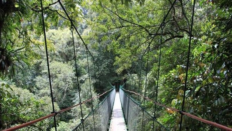 Kisah Heroik Orang Utan Gunakan Jembatan Kanopi untuk Menyeberang Hutan yang Terfragmentasi
