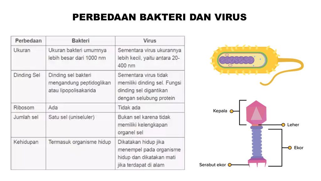 Mengenal Bakteri dan Perbedaan Kritisnya dengan Virus: Dari Probiotik hingga Dampak Sosial