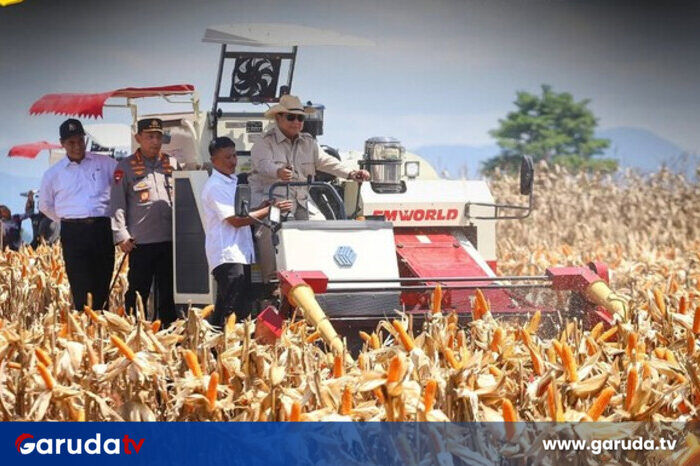 Rp 678 M Diperuntukkan untuk Stabilkan Harga Jagung Pakan: Bapanas Gerakkan Langkah Besar Penyeimbang Pangan