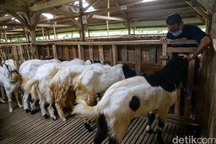 Sains Buktikan Penyembelihan Hewan Kurban Idul Adha Sudah Benar