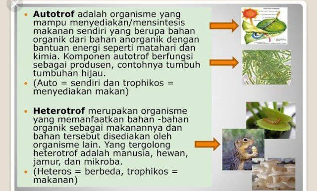 Rahasia Kelangsungan Hidup di Bumi: Mengenal Peran Vital Makhluk Hidup Autotrof dan Heterotrof