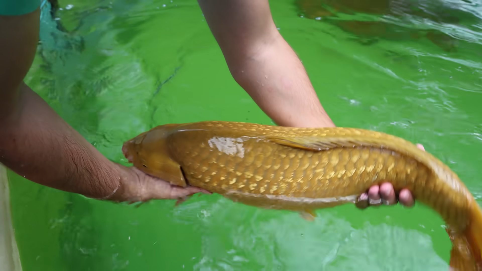 Baffling Lake Mystery Solved: Scientists Uncover Rare Contagious Cancer in Freshwater Fish