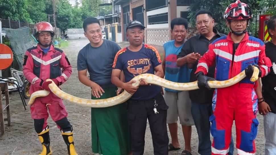 Dari Data Science Hingga Dunia Fashion: Python Jadi Kunci, Ular Asli Ditemukan di Mesin Mobil!