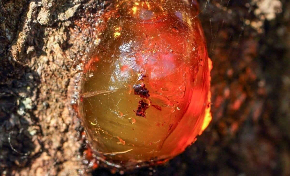 Deep Time Discovery: Scientists Unearth World's Oldest Amber in China
