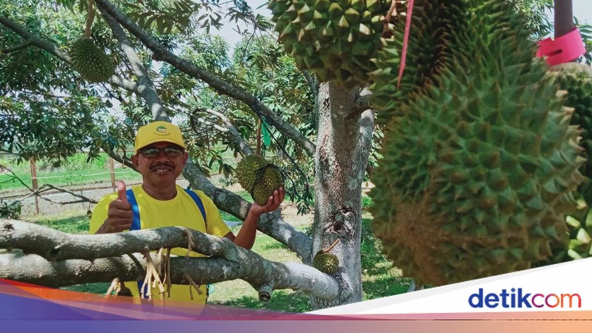 Dibalik Isu Hukum Internasional, Kebun Durian Organik, Hingga Kontroversi Politik: Dinamika Terkini di Negeri Jiran