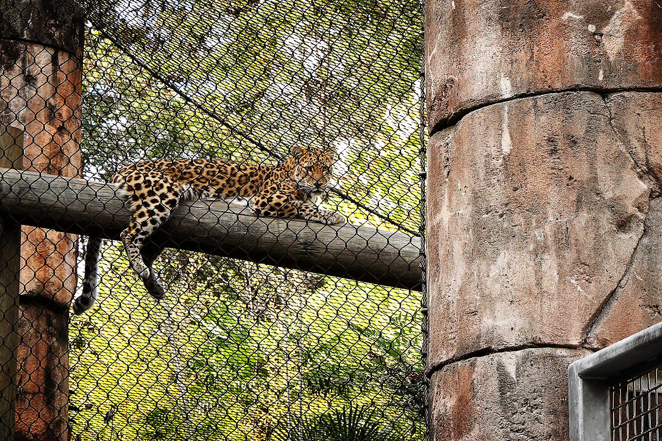 Dramatic Morning at Greenville Zoo as Rare Amur Leopard Escapes Enclosure