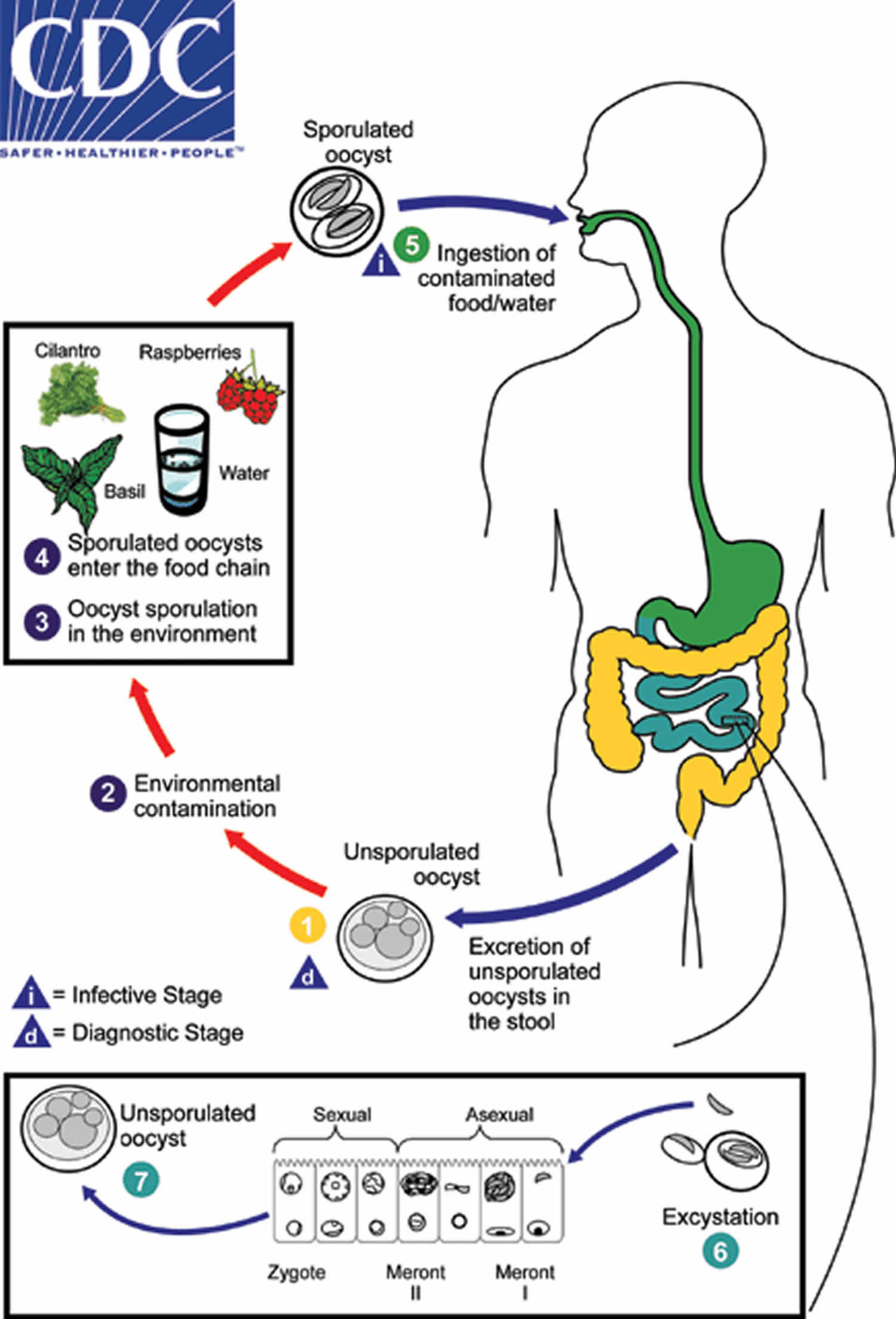 Explosive Diarrhea and Public Fear: What You Need to Know About the Growing Cyclospora Crisis