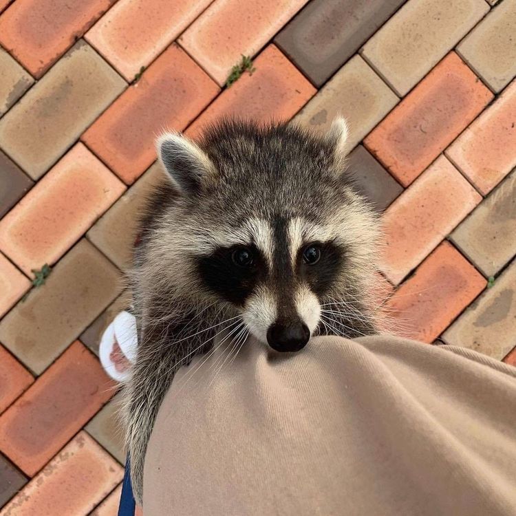 Fenomena Jimothy: Dari Raccoon Viral Seattle hingga Simbol Kebaikan Satwa
