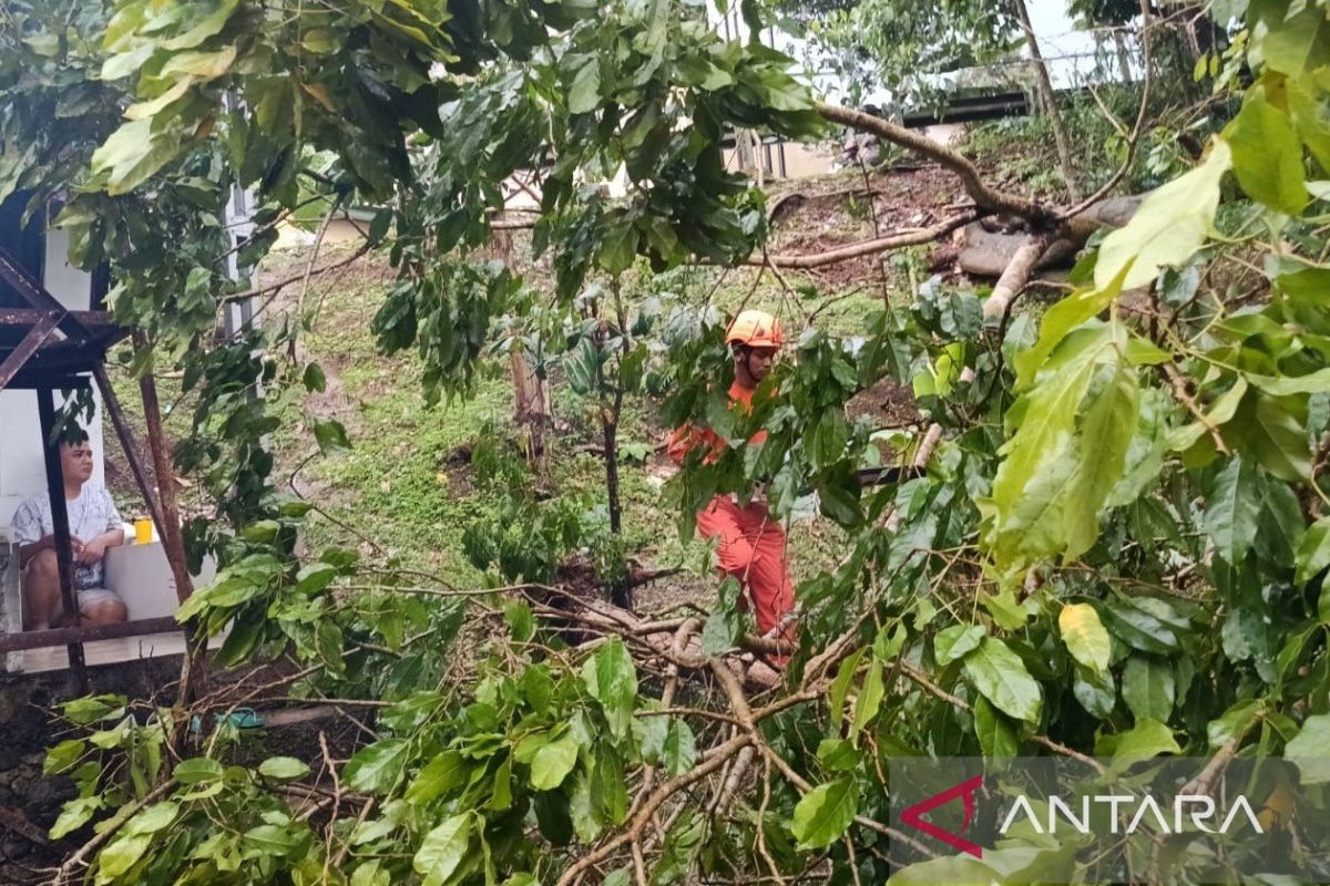 Jawa Barat dalam Ancaman Cuaca Ekstrem: Dari Pohon Tumbang di Cianjur hingga Siaga Darurat Kekeringan