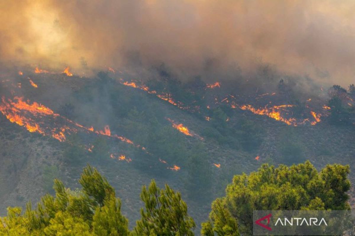 Kebakaran Hutan Dahsyat Landa Aljazair: Kota Annaba Dievakuasi Akibat Gelombang Panas Ekstrem