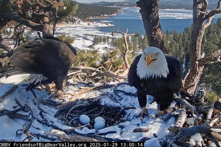 Miracle Rescue: How Beloved Big Bear Bald Eagles Jackie Fought Back From the Brink of Death