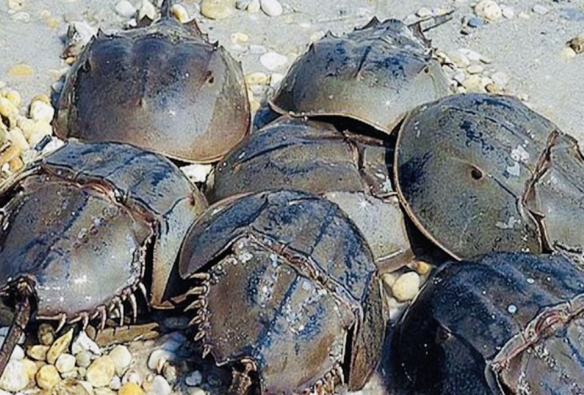Tragedi di Laut: Dari Kepiting Bertahan Hidup dalam Botol hingga Musibah Kapal Pompong di Riau