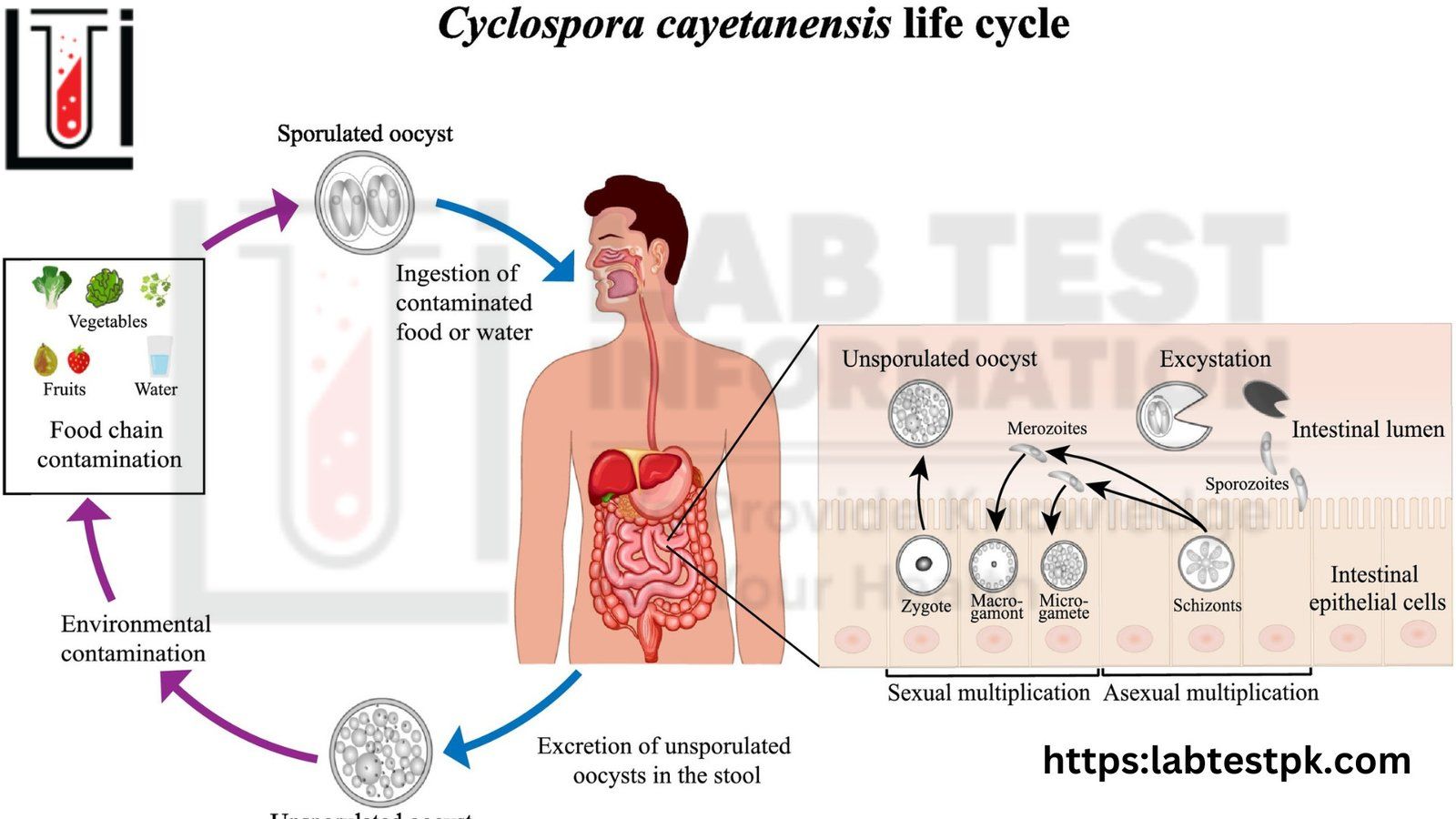 Wabah Parasit Cyclospora: FDA Tegaskan Investigasi Terhadap Selada Taylor Farms Tetap Berlanjut