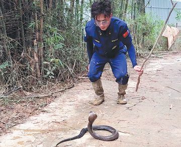Aksi Heroik Pria di China: Tangkap 20 Ular Sehari Pakai Tangan Kosong Demi Keamanan Warga