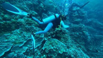 Darurat Ekosistem Laut: Studi 1 Bom Meledak di Laut Indonesia Setiap 62 Menit Mengancam Terumbu Karang