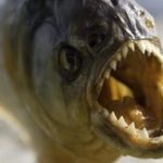 mengenal-megapiranha-predator-prasejarah-dengan-kekuatan-gigitan-yang-mengerikan-150x150 Ensiklopedia