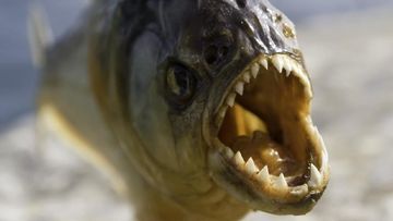 Mengenal Megapiranha: Predator Prasejarah dengan Kekuatan Gigitan yang Mengerikan