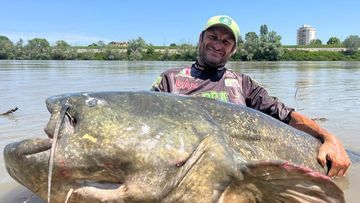 Mengenal Monster Sungai 5 Lele Terbesar di Dunia Bobot 293 Kg Nyaris Segede Sapi yang Menakjubkan