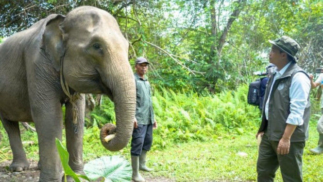 Misi Besar Raja Juli Antoni: Dari Penyelamatan Gajah Sumatra hingga Revolusi Ekonomi Karbon