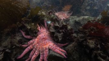 Misi Penyelamatan Ekosistem: Bintang Laut Bunga Matahari yang Terancam Punah Dilepas Kembali ke Habitatnya