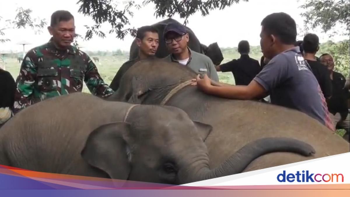 Misi Penyelamatan Ekosistem: Satuan Elite Tim Alfa TNI Diterjunkan ke Way Kambas demi Lindungi Gajah Sumatra