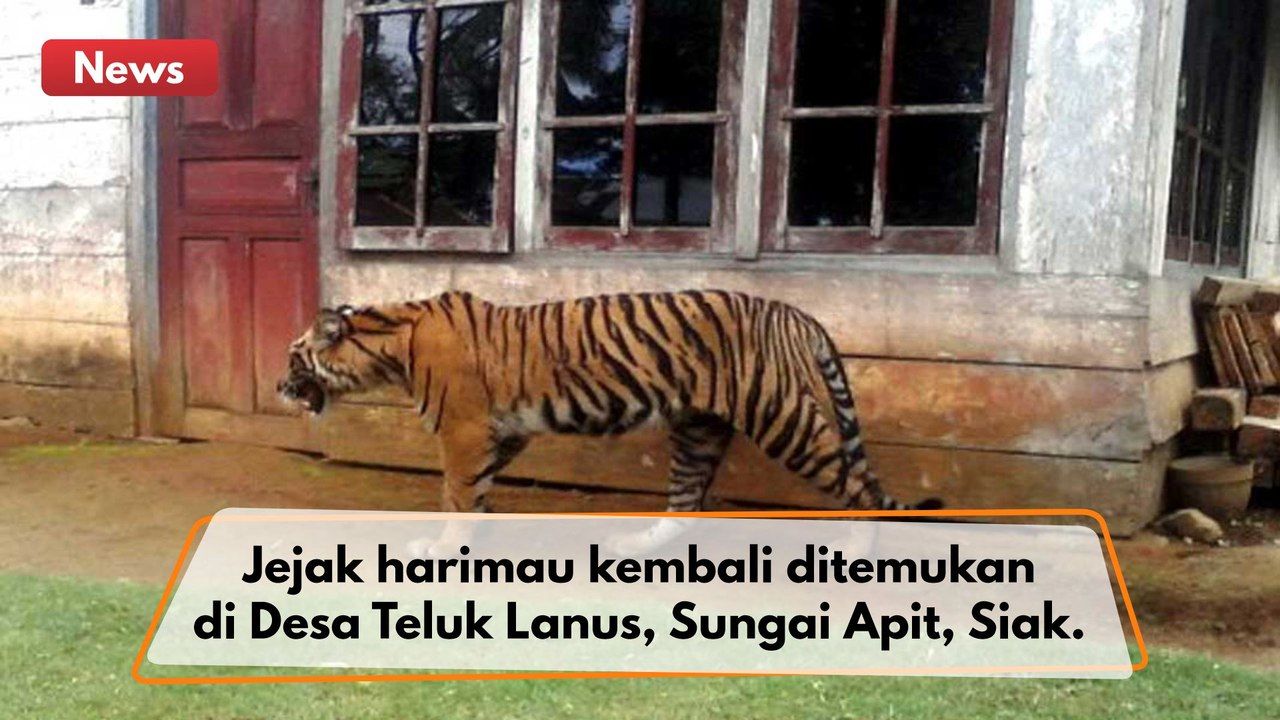 Misteri Jejak Hangat Harimau Sumatra di Teluk Lanus: Antara Teror Rimba dan Ketegangan di Lapangan Hijau