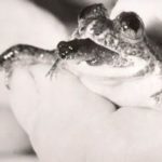 proyek-sains-ambisius-katak-beranak-lewat-mulut-yang-punah-mau-dihidupkan-lagi-150x150 Ensiklopedia