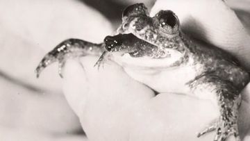 Proyek Sains Ambisius: Katak Beranak Lewat Mulut yang Punah Mau Dihidupkan Lagi