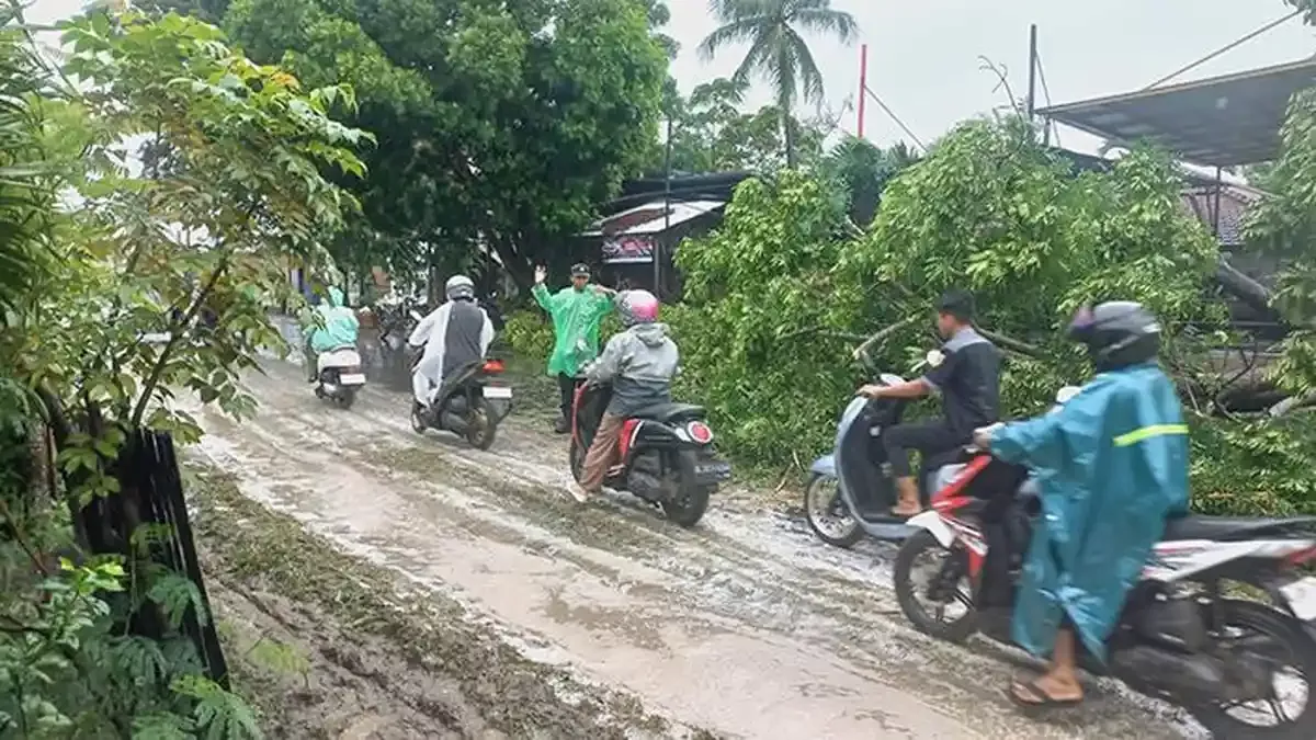 Tragedi Maut di Jalan Lintas Banda Aceh-Medan: Pohon Kedondong Raksasa Tumbang Timpa Pikap, 7 Warga Tewas