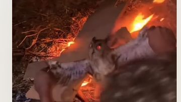 Tragedi Pembakaran Burung Hantu di NTT: Mengapa Perbuatan Ini Sangat Merugikan Ekosistem?