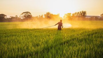 Tragedi Teknologi di Sawah: Bagaimana AI Bikin Petani Gagal Panen 10 Hektar Ladang Wijen Mati