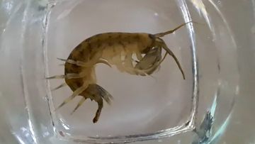 Ancaman Ekosistem Laut: Fenomena Udang Setan Serbu Perairan Inggris Spesies Asli Terancam Punah