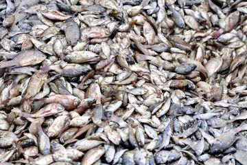 Ancaman Spesies Invasif: Bagaimana Ledakan Populasi Ikan Nila Bikin Nelayan Thailand Kehilangan Udang