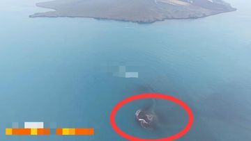 Fenomena Geologi Unik: Erupsi Anak Krakatau Munculkan Daratan Baru Seluas 32,8 Hektare di Selat Sunda