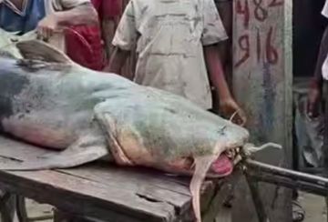Fenomena Misterius Ikan 'Jejadian' Muncul Pasca Banjir Nepal, Pakar Ingatkan Bahaya Konsumsi