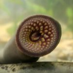 ikan-drakula-vegetarian-penemuan-menakjubkan-yang-bikin-ilmuwan-heran-150x150 Ensiklopedia