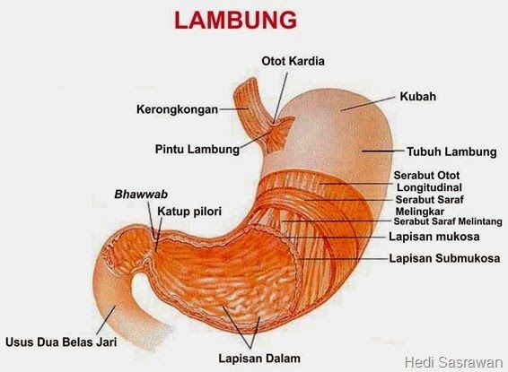Inter Milan Meraih Keuntungan Besar: Laba 22,7 Juta Euro dari Pendapatan 518 Juta Euro