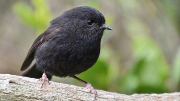 Kisah Inspiratif Karure: Dari Sisa 5 Ekor Burung Ini Berjaya Jadi Bird of the Year