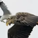 kocak-hewan-di-lensa-menjadi-bintang-komedi-bisa-menang-penghargaan-150x150 Ensiklopedia