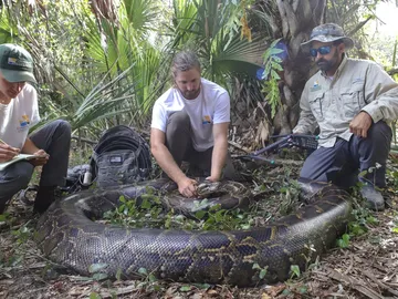 Lowongan Pemburu Ular Piton Gaji Per Jam Menggiurkan: Peluang Langka Menghadapi Ancaman Spesies Florida
