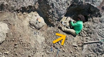 Misteri Prasejarah Terungkap: Jejak Kaki T-Rex Dewasa Ditemukan di North Dakota