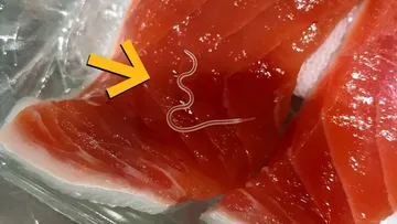 Ngeri! 96% Tuna Skipjack Terinfeksi Cacing Parasit, Apakah Aman Dimakan?