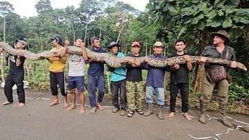 Penemuan Spektakuler: Ular Raksasa 7,22 Meter di Maros Sulawesi Guncang Dunia Herpetologi