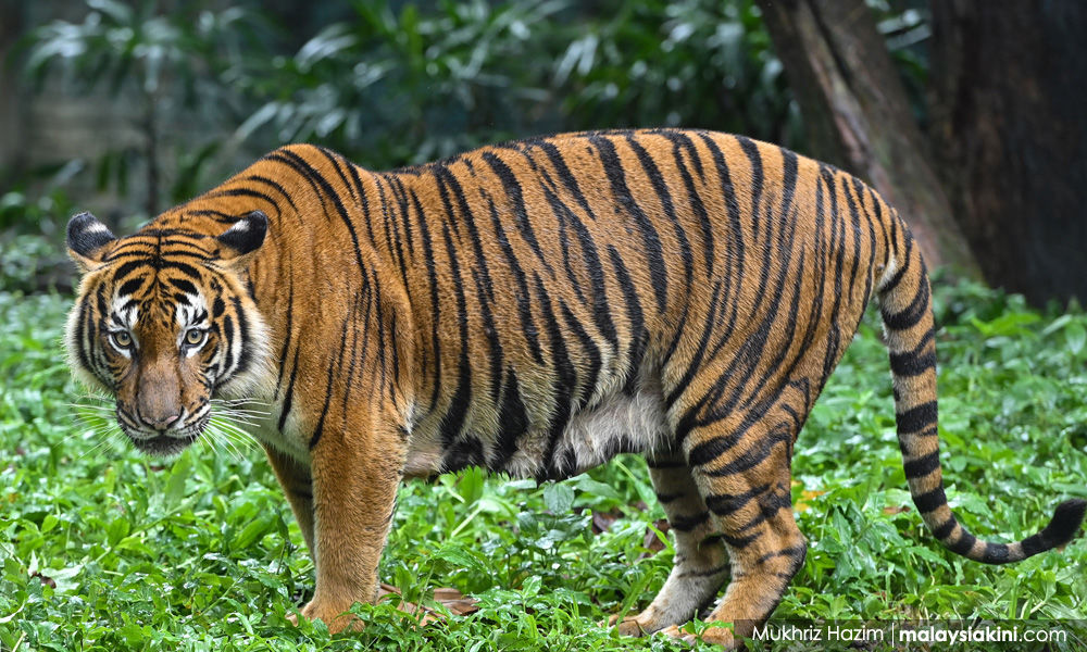 Persiapan Matang Harimau Malaya: Malaysia Miliki Fasilitas Latihan Mewah Senilai Rp300 Miliar