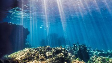Rahasia Evolusi Purba: Bagaimana Limbah Hewan Mengubah Wajah Lautan Dunia