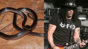 Rockstar Dunia di Hutan Papua: Slash Guns N' Roses Diabadikan Jadi Nama Spesies Ular Baru