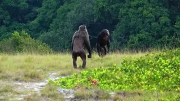Simpanse vs Gorila: Siapa yang Selamat dari Maut di Luango National Park